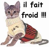 Chat-froid